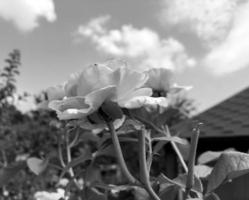 Bouquet wildflowers prickly rose blooming in garden photo