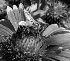 Winged bee slowly flies to the plant, collect nectar for honey photo