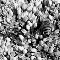 Winged bee slowly flies to the plant, collect nectar for honey photo