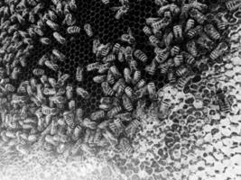 Abstract hexagon structure is honeycomb from bee hive photo