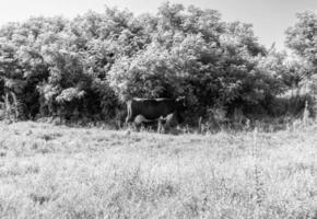 Photography on theme beautiful big milk cow photo