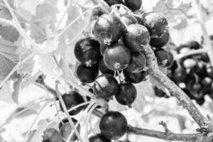 Beautiful berry branch black currant bush with natural leaves photo