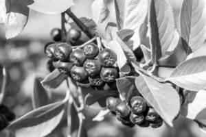 fotografía sobre el tema hermosa baya rama aronia arbusto foto