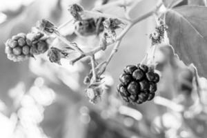 Photography on theme beautiful berry branch blackberry bush photo