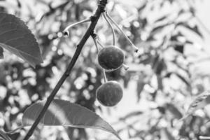 fotografía sobre el tema hermosa fruta rama cerezo foto