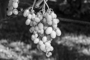 Photography on theme beautiful berry branch grape bush photo