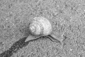 Big garden snail in shell crawling on wet road hurry home photo