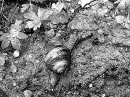 Big garden snail in shell crawling on wet road hurry home photo