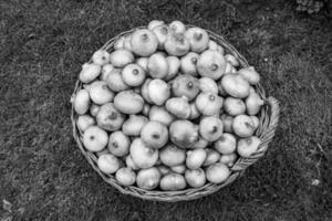 fotografía sobre el tema hermosa planta vegetal de cebolla foto