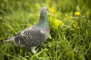 Dove in grass. Bird in green grass. Dove on earth. Bird life. photo