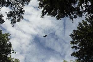 Bird in sky. Raven flies. Flight of bird against background of clouds. Animal life. photo