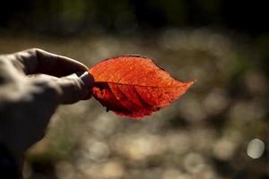 Red leaf in autumn. Colors of autumn in nature. Hand holds plant. photo