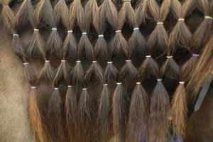 pelo de caballo cerca. coletas en bandas elásticas. textura de pelo de caballo. foto