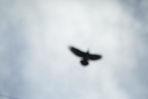 silueta borrosa de cuervo. imagen desenfocada de pájaro. ejemplo de mala vista. cómo ve una persona sin anteojos para la visión. foto