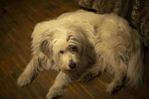 Mixed breed dog. Pet on street. Dog with wool. S photo