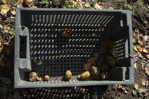 Potatoes in drawer in garden. Harvest in autumn. Plastic box on ground. photo