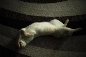 Cat on carpet. White cat in interior. Pet at home. photo