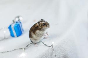 A little hamster with a christmas garland and with present box sits on a light blue wooden background photo