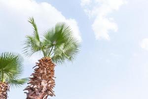 palmera egipcia contra el cielo azul foto