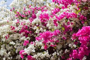 white and pink Bougainvillea flowers background. garden flower photo