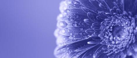 purple Gerbera flower petals with drops of water. abstract background. Very Peri photo