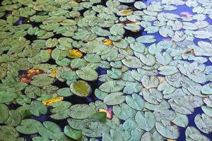 Top View of green Water lily leaves in a pond. lotus flower background photo