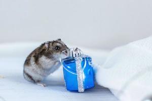 A little hamster with a christmas garland and with present box sits on a light blue wooden background photo