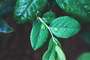 wet green blueberry bushes with drop of water close up. natural leaves background photo