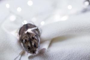 A little hamster with a christmas garland sits on a white background photo