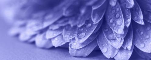 purple Gerbera flower petals with drops of water. abstract background. Very Peri photo