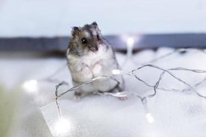 A little hamster with a christmas garland sits on a light blue wooden background photo