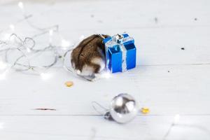 A little hamster with a christmas garland and with present box sits on a light blue wooden background photo