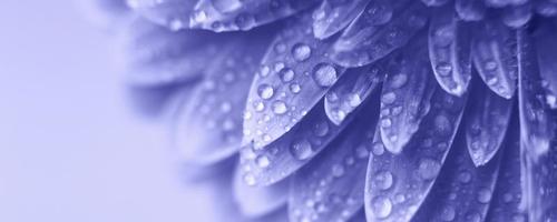 purple Gerbera flower petals with drops of water. abstract background. Very Peri photo