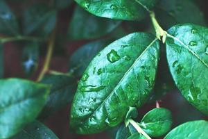 arbustos de arándanos verdes húmedos con una gota de agua de cerca. fondo de hojas naturales