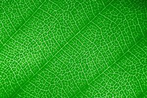 Macro photo of microscopic organic foliage. green leaf texture background.