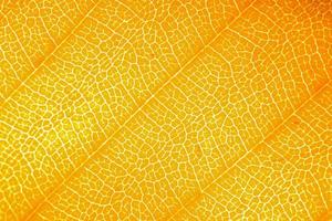 Macro photo of microscopic organic autumn foliage. yellow leaf texture background.