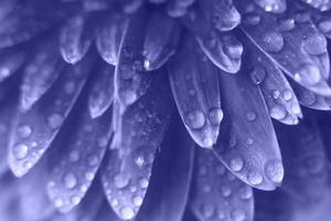 purple Gerbera flower petals with drops of water. abstract background. Very Peri photo