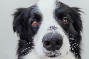 Will you marry me. Funny portrait of cute puppy dog border collie holding wedding ring on nose isolated on white background. Engagement, marriage, proposal concept photo