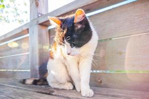 Arrogant short-haired domestic beautiful tabby cat sitting on wooden floor background photo