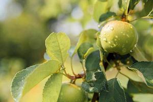 Perfect green apple growing on tree in organic apple orchard. Autumn fall view on country style garden. Healthy food vegan vegetarian baby dieting concept. Local garden produce clean food. photo