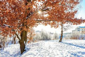 Frosty trees in snowy forest, cold weather in sunny morning. Tranquil winter nature in sunlight. Inspirational natural winter garden or park. Peaceful cool ecology nature landscape background. photo