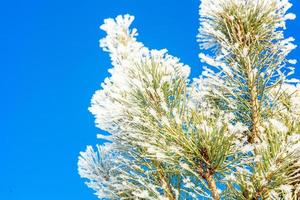 Frosty pine tree branch in snowy forest, cold weather sunny morning. Tranquil winter nature in sunlight. Inspirational natural winter garden or park. Peaceful cool ecology nature landscape background. photo