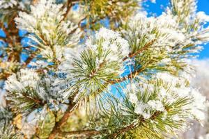 Frosty pine tree branch in snowy forest, cold weather sunny morning. Tranquil winter nature in sunlight. Inspirational natural winter garden or park. Peaceful cool ecology nature landscape background.