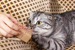 Cute fluffy kitten with gift on humans hands photo