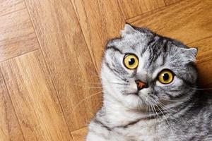 British cat lying on the floor. surprised Scottish cat on the floor with copy space photo