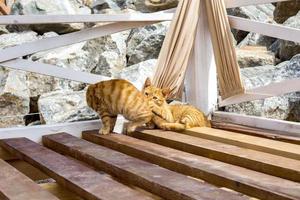 Two cats playing in summer on a beach photo