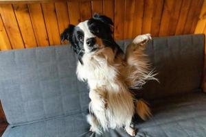 Funny portrait of puppy dog border collie waving paw sitting on couch. Cute pet dog resting on sofa at home indoor. Funny emotional dog, cute pose. Dog raise paw up. photo