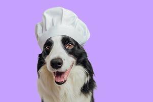 Funny puppy dog border collie in chef cooking hat isolated on purple background. Chef dog cooking dinner. Homemade food restaurant menu concept. Cooking process. photo
