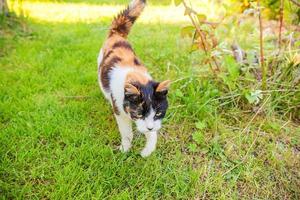 un hermoso gato atigrado doméstico de pelo corto y arrogante se cuela a través del fondo del prado de hierba verde fresca foto