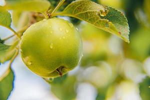 Manzana verde perfecta que crece en un árbol en un huerto de manzanas orgánicas. vista de otoño en el jardín de estilo rural. concepto de dieta de bebé vegetariano vegano de comida sana. El jardín local produce alimentos limpios. foto